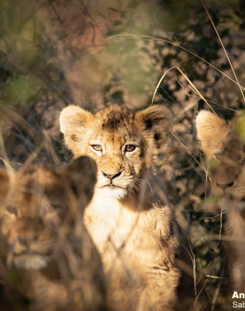 A07andries Lioncubs.styx 090821 Final