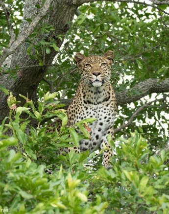 B08andries Leopard.kigelia 6 Final B08andries Leopard.kigelia 6 Final