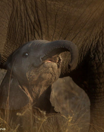 A23Ally Ross 20220828 Baby Elephant 03 Final A23Ally Ross 20220828 Baby Elephant 03 Final