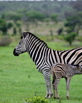 Luxury Safari 10 Luxury Safari 10