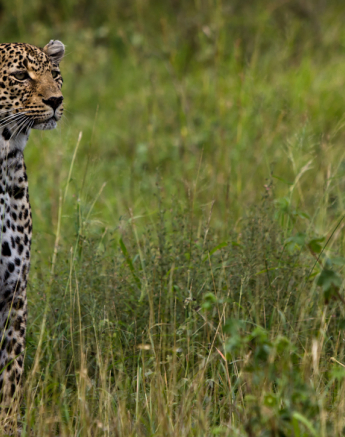 Nottins 2 Nottins 2