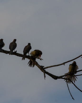 Oxpeckers Oxpeckers