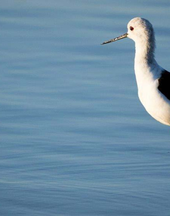 36Sheldon Hooper Black Winged Stilt 36Sheldon Hooper Black Winged Stilt