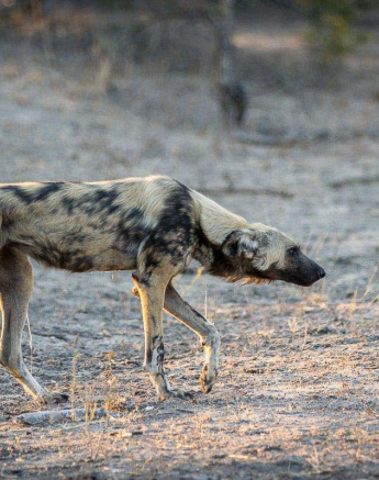 24Franscois Rosslee Wilddog1 1 Of 1