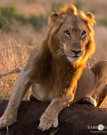 07Frederik Aucamp Male Lion 7 Final 07Frederik Aucamp Male Lion 7 Final