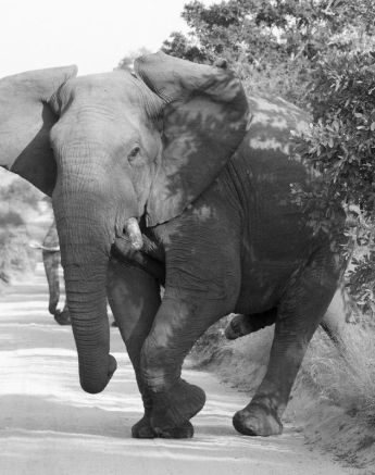 24Kyle 10 May Elephant Madness 4 Final 24Kyle 10 May Elephant Madness 4 Final