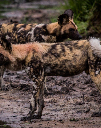 13Kevan Dobbie Wild Dogs 0712 Final