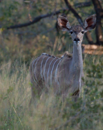 35Richard De Gouveia Kudu Final 35Richard De Gouveia Kudu Final