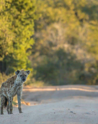29Kyle 25 Mar Hyena Light Final 29Kyle 25 Mar Hyena Light Final