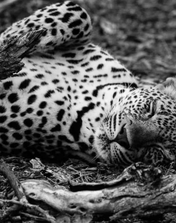 12Louise Murray Msuthlu 31102018 1 Final 12Louise Murray Msuthlu 31102018 1 Final