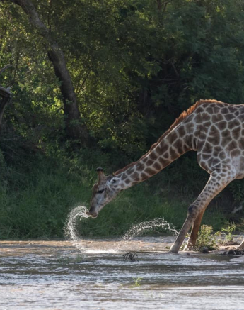 03Kevin Van Der Linde Giraffe Drinking 2 Final 03Kevin Van Der Linde Giraffe Drinking 2 Final