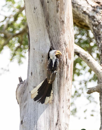 06Kevin Van Der Linde Southern Yellow Billed Hornbill Blog 5 Final
