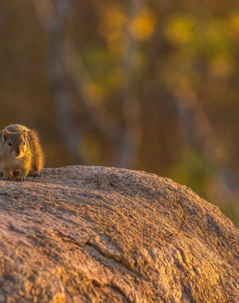 09Kyle Golden Squirrel Final 09Kyle Golden Squirrel Final