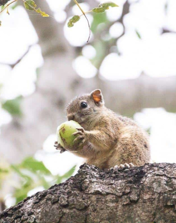 03Frederik Aucamp Tree Squirrel 03 03 2019 Final 03Frederik Aucamp Tree Squirrel 03 03 2019 Final