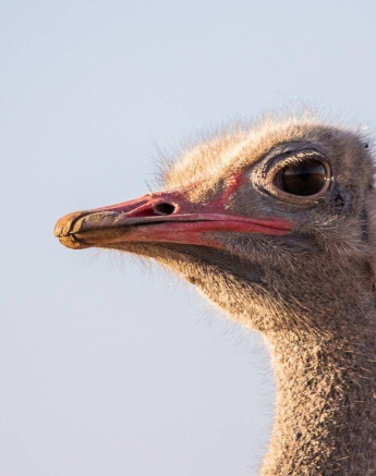 06Kevin Van Der Linde Ostrich 13072019 Final 06Kevin Van Der Linde Ostrich 13072019 Final