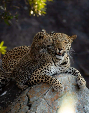 02Tyron Van Der Walt Kigelia And Cub 25072019 3 Final 02Tyron Van Der Walt Kigelia And Cub 25072019 3 Final