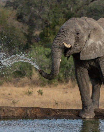 21Tyron Van Der Walt Elephant Drinking 05082019 2 FINAL 21Tyron Van Der Walt Elephant Drinking 05082019 2 FINAL