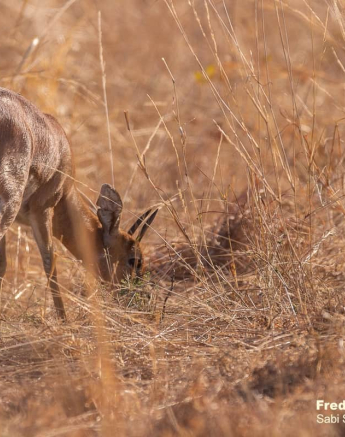02Frederik Aucamp Steenbok 03 09 2019 Final