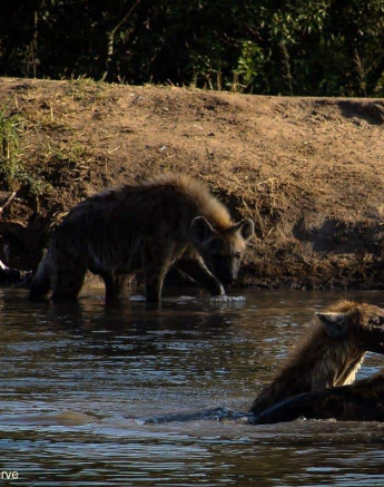 12Rebecca Boshoff Hyaena 14 Final 12Rebecca Boshoff Hyaena 14 Final