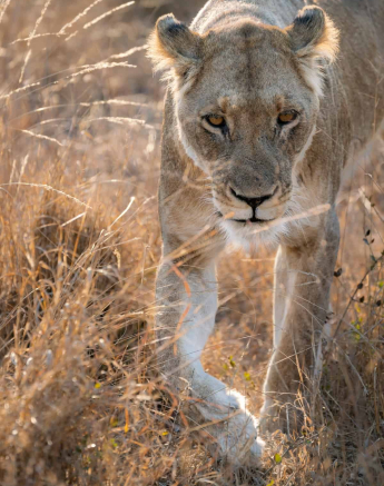 36Chris Renshaw Lions 26082020 Final