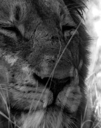 53Amy Roberts Monochrome Lion Nwaswishaka 230820 Final 53Amy Roberts Monochrome Lion Nwaswishaka 230820 Final