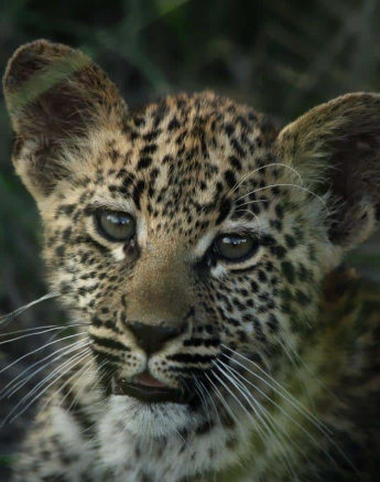 12Ally Ross 20210201 Ntsumi Cub 06 Final