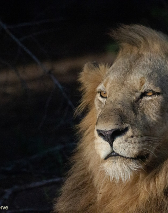 01Louise Murray Nwas 22022021 2 Final