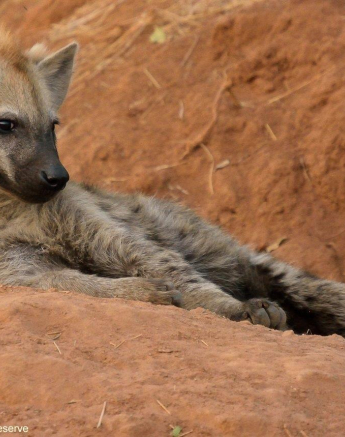 B34Jaco Faber Hyaena 2 290821 Final B34Jaco Faber Hyaena 2 290821 Final