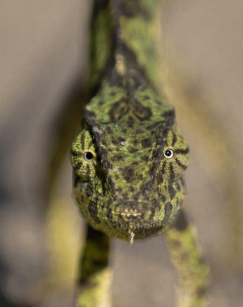 B09Tyron Van Der Walt Chameleon Portrait 130421 1 Final B09Tyron Van Der Walt Chameleon Portrait 130421 1 Final