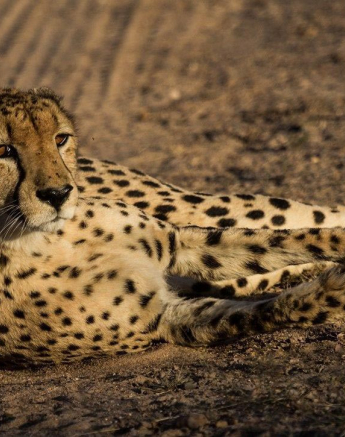 36Kevan Dobbie Cheetah 13.06.3 Final