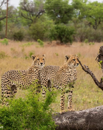 04andries Cheetah.blog 221120 4 Final 04andries Cheetah.blog 221120 4 Final