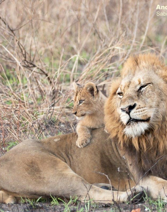 15andries Lions.styx Blog 10 Final 15andries Lions.styx Blog 10 Final
