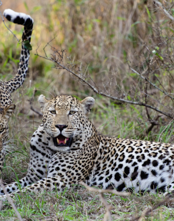 Sabi Sabi Photography 11 Sabi Sabi Photography 11