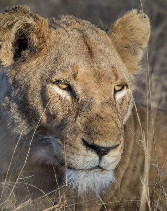 SP Lioness SP Lioness