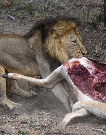 13Mike Palmer Big Boy 3 050316