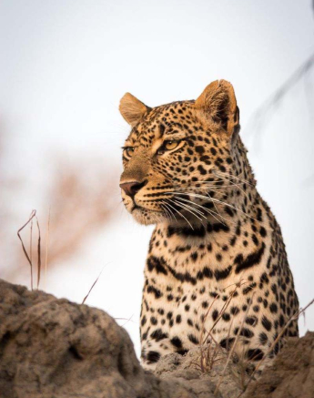 14Franscois Rosslee Hlarulini2 1 Of 1