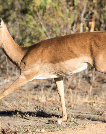 28Sheldon Hooper Impala Run 28Sheldon Hooper Impala Run