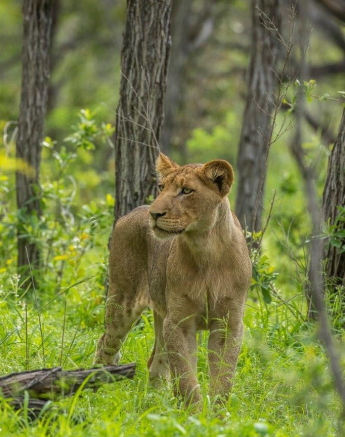 12Kyle 09 Jan Lion Cubs 2 Final 12Kyle 09 Jan Lion Cubs 2 Final