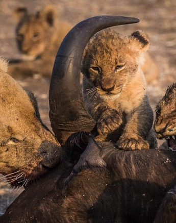 02Terry Ennever Hunger Games1 Final