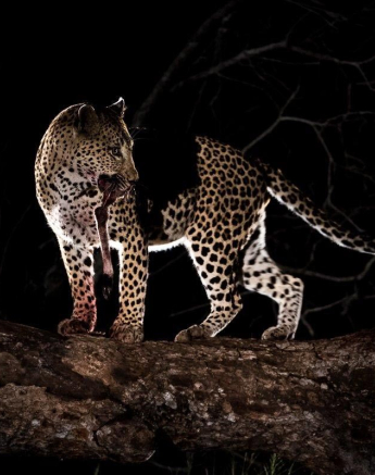 31Terry Ennever Max WD 15417 2 Final 31Terry Ennever Max WD 15417 2 Final