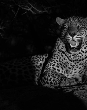 07Kerry Lee Roberg Nweti BW Final