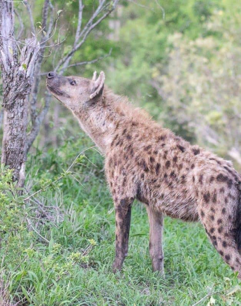 03Frederik Aucamp Spotted Hyena 11 01 19 Final 03Frederik Aucamp Spotted Hyena 11 01 19 Final