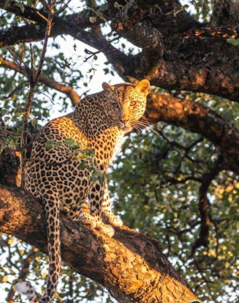 26Frederik Aucamp Kagelia Female Leopard 19 03 2019 1 Final 26Frederik Aucamp Kagelia Female Leopard 19 03 2019 1 Final