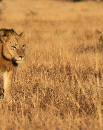 10Kevin Van Der Linde Lions New Young Males 11062019 Sigma 70 200 4 Final 10Kevin Van Der Linde Lions New Young Males 11062019 Sigma 70 200 4 Final