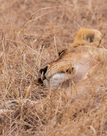 19Frederik Aucamp Male And Female Lion From SP 11 08 2019 Final 19Frederik Aucamp Male And Female Lion From SP 11 08 2019 Final