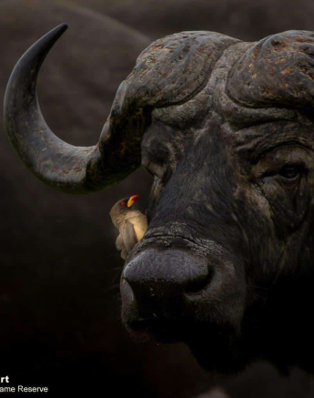47Graeme Stewart Yellow Billed Oxpecker On Buffalo20191228 Final 47Graeme Stewart Yellow Billed Oxpecker On Buffalo20191228 Final