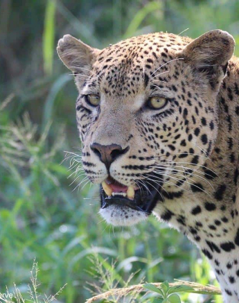 13Louise Murray Wd 29032020 Final 13Louise Murray Wd 29032020 Final