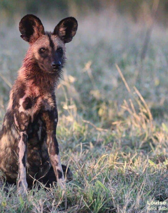 25Louise Murray Wilddogs 29052020 Final