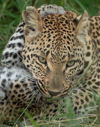 23Tyron Van Der Walt Ntsumi Cub 310121 1 Final 23Tyron Van Der Walt Ntsumi Cub 310121 1 Final