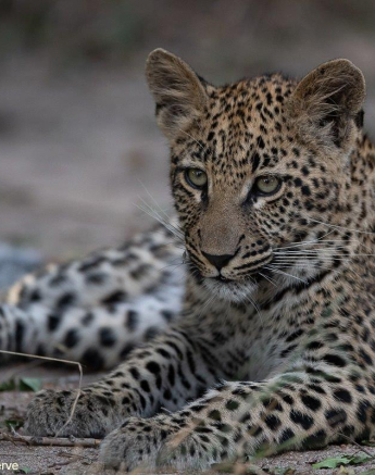 15Tyron Van Der Walt Ntsumi Cub 060521 3 Final